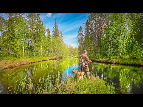 Видео: РЫБАЛКА НА ТАЁЖНОЙ РЕКЕ. ТРОФЕЙ С ПЕРВОГО ЗАБРОСА. ДИКАЯ РЕКА ПОЛНАЯ КРУПНОЙ РЫБЫ. ЛОВИМ ОКУНЯ.