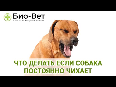 Видео: Собака Чихает & Что Делать Если Собака Постоянно Чихает. Ветклиника Био Вет