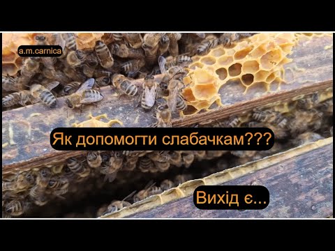 Видео: Як допомогти слабеньким бджолосім,ям йдучим в зиму
