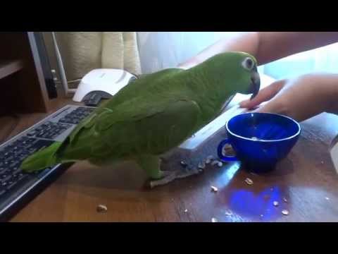 Видео: Попугай Амазон