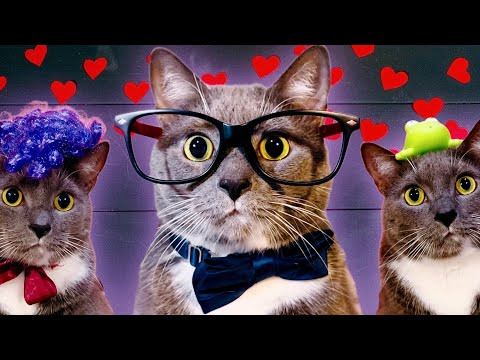 Видео: КОТИКИ В ШКОЛЕ - 14 ФЕВРАЛЯ