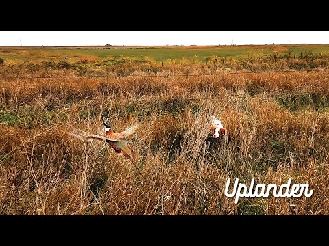 Видео: Охота на фазана, о которой я мечтал (8 лет в разработке)