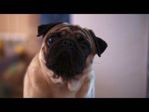 Видео: Как и где купить щенка мопса и не попасть на мошенников? Выбираем собаку.