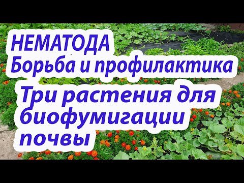 Видео: Нематода.Борьба и профилактика в открытом грунте.3 растения на моем участке  для биофумигации почвы.