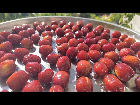 Видео: Цукаты, сухофрукты из унаби (зизифуса).Вкусно, полезно и просто/ Ունաբի չիր/ Unabi chir