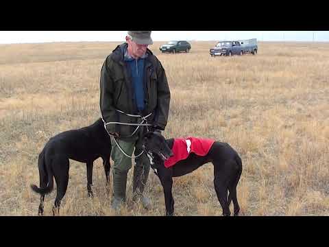 Видео: Пролетарские испытания 2017