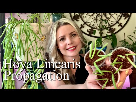 Видео: Как размножить хойю линеарис // Размножение в почве