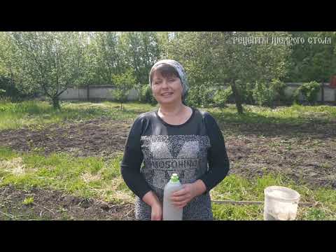 Видео: Быстрый способ посадки моркови без прореживания.