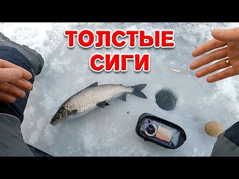 Видео: ПЕРВЫЙ СИГ И СРАЗУ КАКОЙ! А ВТОРОЙ ЕЩЁ БОЛЬШЕ! ОТКРЫЛ ЮГ ОНЕГИ 2021-2022. РЫБАЛКА С ЭХОЛОТОМ