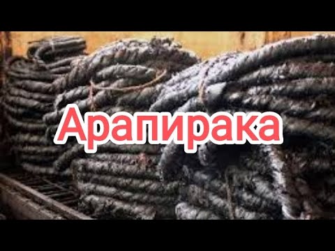 Видео: Как сделать табачную верёвку по-бразильски