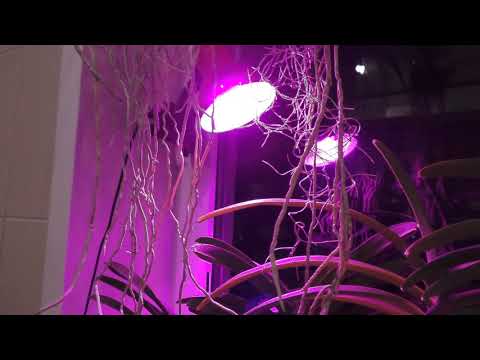 Видео: 🔵 ВАНДА ЗИМОЙ. СОДЕРЖАНИЕ - полив, уход, крепление.