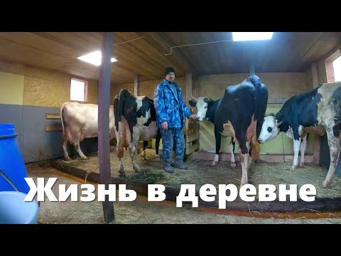 Видео: Непонятный вирус "выбил из колеи". Как все работает в новом "Коровьем доме" и деревенские будни!