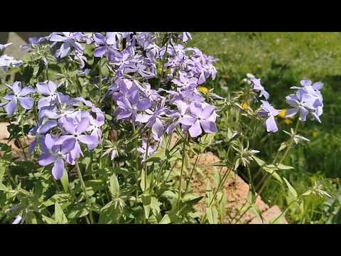 Видео: Флокс растопыренный (Phlox divaricata) в нашем саду 2025