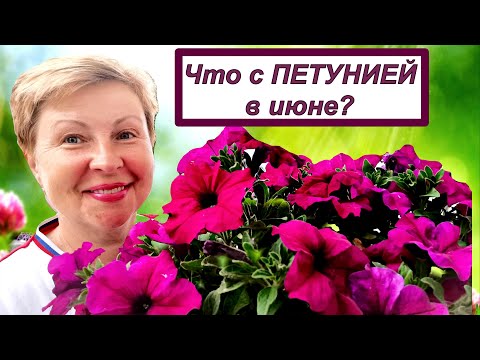 Видео: Что с ПЕТУНИЕЙ в июне? Профилактика и подкормка!