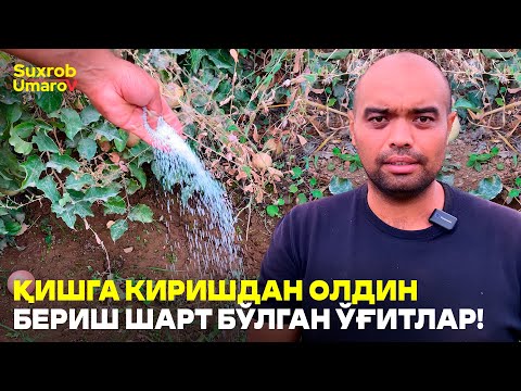 Видео: Дарахтларни қишга тайёрлаш учун бериладиган ўғитлар! #suxrobumarov #ogitlash #kuz #meva #hosil