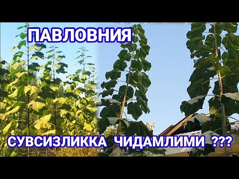 Видео: #павлония.  Павловния  Дарахти  Сувсизликка  Чидамлими  ???