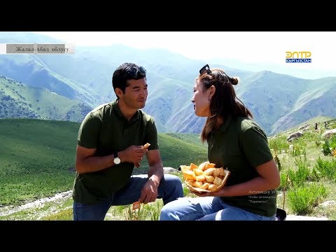 Видео: Кыргызстанда кызыл менен бегиленген айыл.