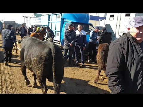Видео: САРЫАҒАШ МАЛ БАЗАРЫ , МАЛ БАЗАР 2023