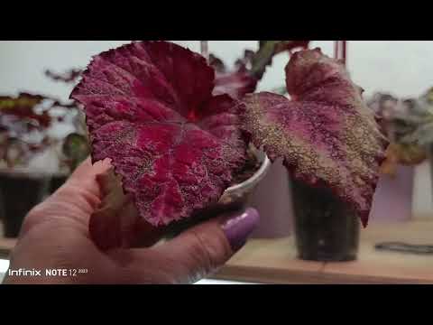 Видео: 4 февраля 2024 г.