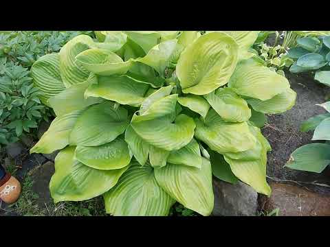 Видео: @ Нілині мандри🚙 в царину хост. Колекція 300+.🤓