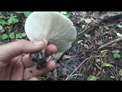 Видео: Говорушка подогнутая ( Clitocybe geotropa).