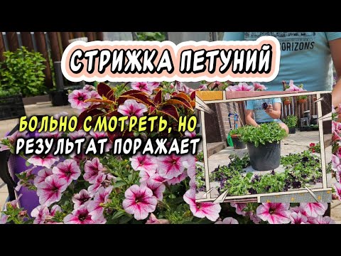 Видео: Стрижка петуний: больно смотреть, но результат спустя 2 недели поражает