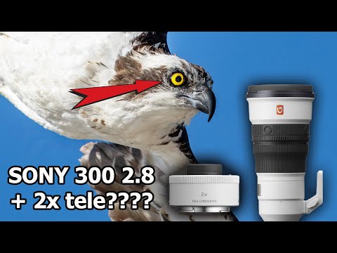 Видео: Sony 300 мм 2.8 + 2x Tele — прекрасное сочетание для фотосъемки птиц и диких животных.