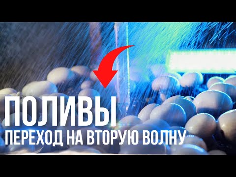 Видео: Поливы для перехода на вторую волну.выращивание грибов