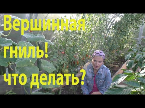 Видео: Как справиться с вершинной гнилью