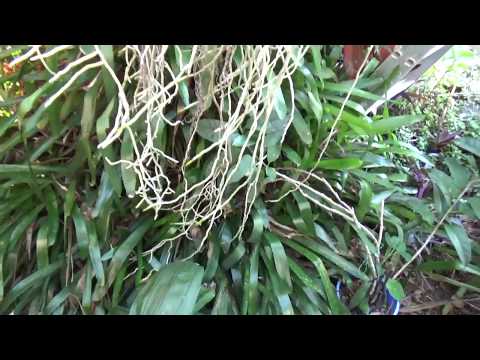 Видео: ОРХИДЕЯ ВАНДА. ДЕЛЕНИЕ. КОРНИ.