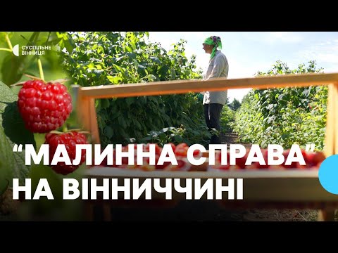 Видео: "Збираємо до 35 кілограмів щодня", — як у селі на Вінниччині вирощують малину замість картоплі