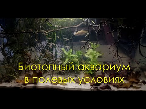 Видео: Биотопный аквариум в полевых условиях ч 1