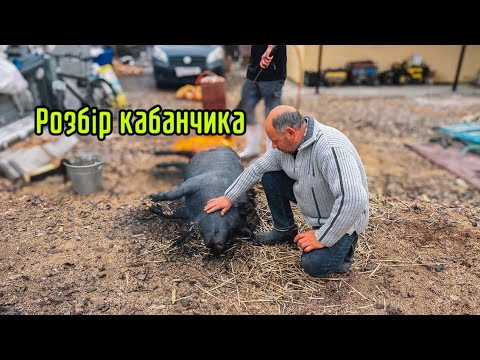 Видео: Розбір Кабанчика Ч.2🐖
