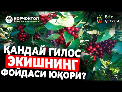 Видео: "ВОЛОВЬ СЕРДЦЕ" ГА ЧАНГЛАТУВЧИ ЭКИШ ҚАНЧАЛИК МУҲИМ ? | ШУҲРАТ АБРОРОВ #gilos #shuhratabrorov