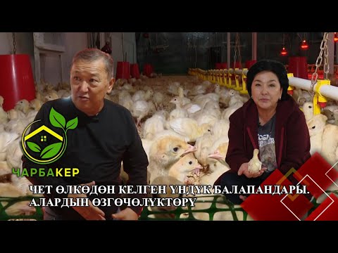 Видео: Үндүк балапанын чоңойтуу // ЧАРБАКЕР берүүсү