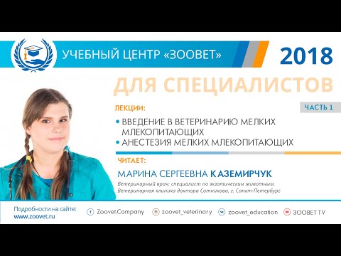 Видео: М. С. Каземирчук в УЦ ЗООВЕТ | Анестезия мелких млекопитающих. Часть 1/3
