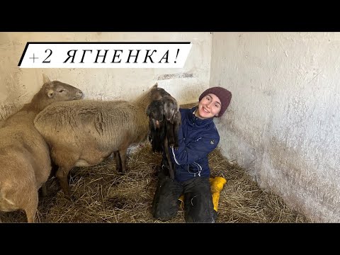 Видео: Наши первые катумские ягнята! Готовим домашний паштет! Жизнь в деревне!