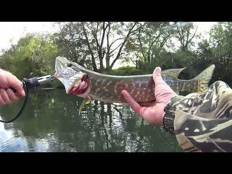 Видео: Осенняя щука на 160 и 130 воблера.Рыбалка на Красивой Мече.