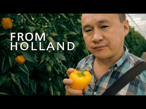Видео: #097 Перцы. Профессиональная гидропоника в Голландии. Теплица с перцами (2-я серия).