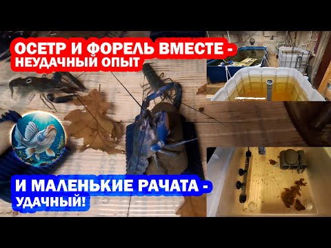 Видео: Осетр и форель в одном УЗВ - неудачный опыт. Мальки австралийского рака (АККР) - удачный!