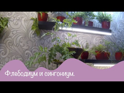 Видео: Цветы дома. Папоротник Флебодиум. Сингониумы. Пересадка и обзор.