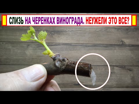 Видео: 🍇 А ты тоже УДАЛЯЕШЬ ЭТУ СЛИЗЬ на черенках винограда при укоренении? Что ЭТО такое и КАК БОРОТЬСЯ?