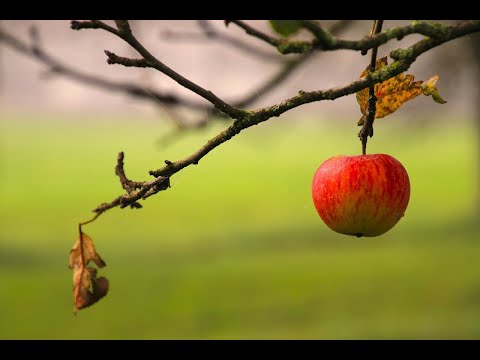 Видео: Зимнее опрыскивание плодовых деревьев