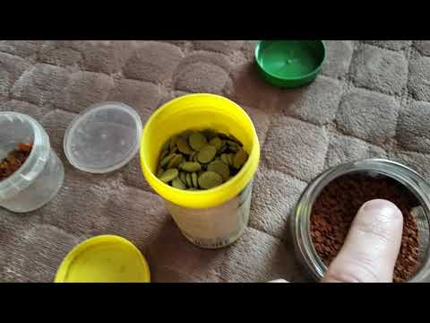 Видео: ГАММАРУС И ДАФНИЯ - ЭТО НЕ Г.... НО| сухой корм для рыбок