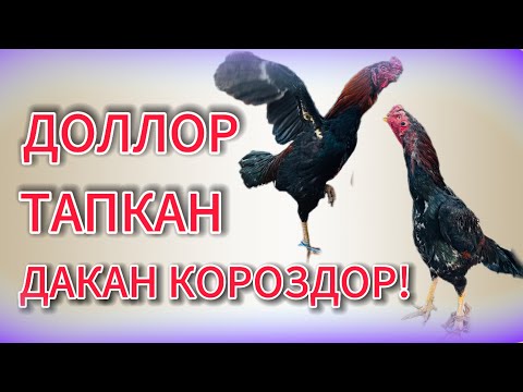 Видео: АРАВАНГА ТООК БАЗАРГА КОРОЗ АЛГАНЫ КЕЛСЕМ СЫПАТТУУ ТООКТОР БАР ЭКЕН