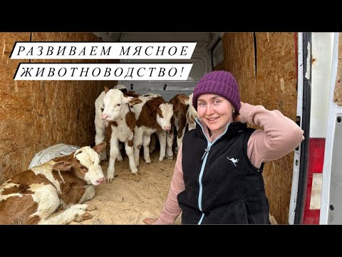 Видео: Всей семьей за новым поголовьем! Привезли 8 голов крс! Наши насыщенные деревенские будни!