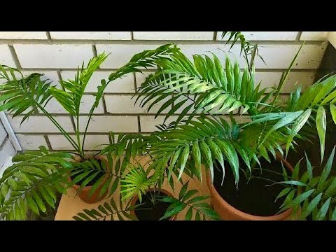 Видео: Хамедорея 🌿Как пересадить пальму🌴