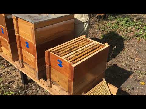Видео: Подготовка в зиму гнёзда на 8 рамочном рогатом улье метод 1
