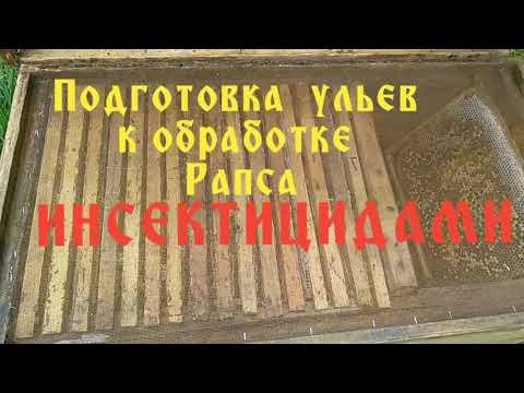 Видео: Подготовка ульев с глухим дном к изоляции пчел при обработке рапса.