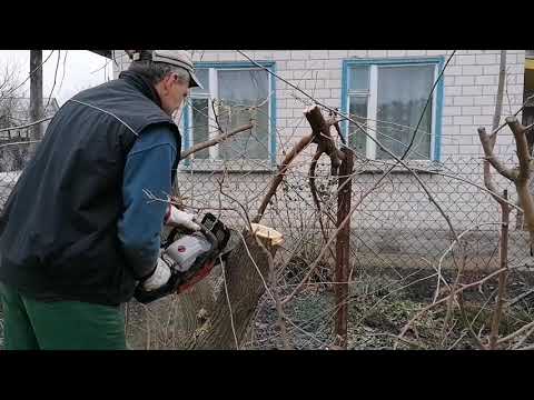 Видео: Обрезка старой шелковицы. #дача#сад#шелковица#обрезка